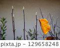 初冬の陽射しに輝くハクモクレンの冬芽と一枚の枯葉 129658248