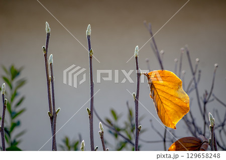 初冬の陽射しに輝くハクモクレンの冬芽と一枚の枯葉 129658248