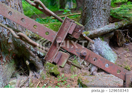 A close up view of a rusty metal clamp leaning on trees in a lush forest. High quality photo 129658343