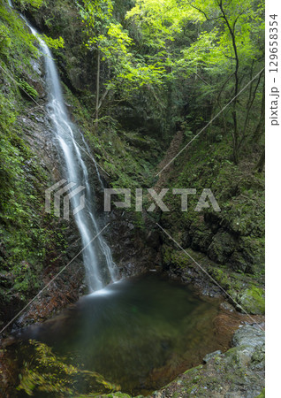 緑あふれる森の中を流れる払沢の滝 129658354
