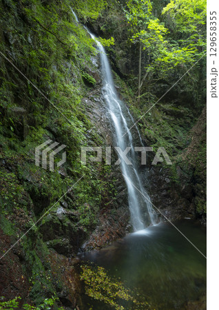 緑あふれる森の中を流れる払沢の滝 129658355