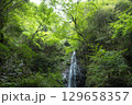 夏の払沢の滝 129658357