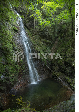 緑あふれる森の中を流れる払沢の滝 129658361