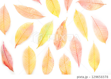 Autumn leaves background. Skeleton leaves pattern on white. Fall banner 129658378