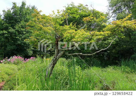 The paths around the lake and gardens of the Lake Garden in the Japanese resort town of Karuizawa in the Nagano Alps. The paths around the lake and gardens of the Lake Garden in the Japanese resort town of Karuizawa in the Nagano Alps. 129658422