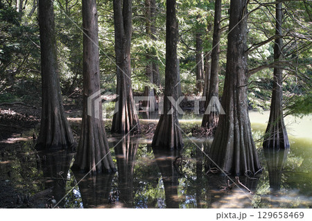 篠栗九大の森 129658469