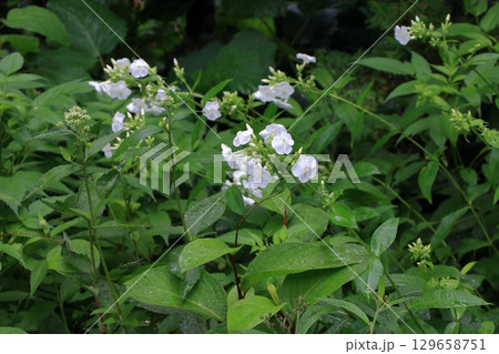 Beatiful wild flowers along the pathways of Lake Garden in the Japanese resort town of Karuizawa in the Nagano Alps of Japan.  129658751