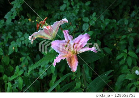 Beatiful wild flowers along the pathways of Lake Garden in the Japanese resort town of Karuizawa in the Nagano Alps of Japan.  129658753