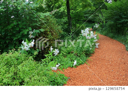 Beatiful wild flowers along the pathways of Lake Garden in the Japanese resort town of Karuizawa in the Nagano Alps of Japan.  129658754