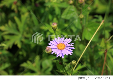 Beatiful wild flowers along the pathways of Lake Garden in the Japanese resort town of Karuizawa in the Nagano Alps of Japan.  129658764