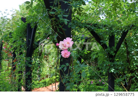 Beatiful wild flowers along the pathways of Lake Garden in the Japanese resort town of Karuizawa in the Nagano Alps of Japan.  Beatiful wild flowers along the pathways of Lake Garden in the Japanese resort town of Karuizawa in the Nagano Alps of Japan.  129658775