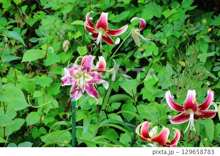 Beatiful wild flowers along the pathways of Lake Garden in the Japanese resort town of Karuizawa in the Nagano Alps of Japan.  129658783