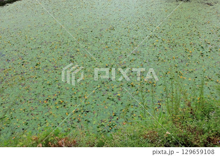 The beautiful ponds full of water lilies in the Lake Garden in the resort town of Karuizawa in the Japanese Alps of Nagano Japan The beautiful ponds full of water lilies in the Lake Garden in the resort town of Karuizawa in the Japanese Alps of Nagano Japan 129659108