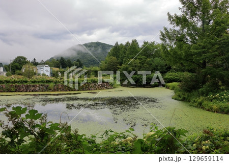 The beautiful ponds full of water lilies in the Lake Garden in the resort town of Karuizawa in the Japanese Alps of Nagano Japan 129659114