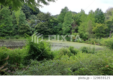The beautiful ponds full of water lilies in the Lake Garden in the resort town of Karuizawa in the Japanese Alps of Nagano Japan 129659125