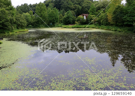 The beautiful ponds full of water lilies in the Lake Garden in the resort town of Karuizawa in the Japanese Alps of Nagano Japan 129659140