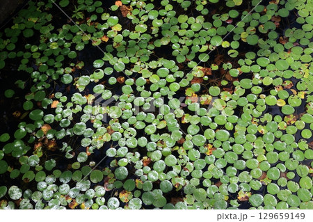 The beautiful ponds full of water lilies in the Lake Garden in the resort town of Karuizawa in the Japanese Alps of Nagano Japan The beautiful ponds full of water lilies in the Lake Garden in the resort town of Karuizawa in the Japanese Alps of Nagano Japan 129659149