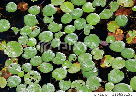 The beautiful ponds full of water lilies in the Lake Garden in the resort town of Karuizawa in the Japanese Alps of Nagano Japan The beautiful ponds full of water lilies in the Lake Garden in the resort town of Karuizawa in the Japanese Alps of Nagano Japan 129659150