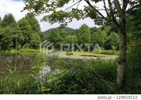 The beautiful ponds full of water lilies in the Lake Garden in the resort town of Karuizawa in the Japanese Alps of Nagano Japan The beautiful ponds full of water lilies in the Lake Garden in the resort town of Karuizawa in the Japanese Alps of Nagano Japan 129659152