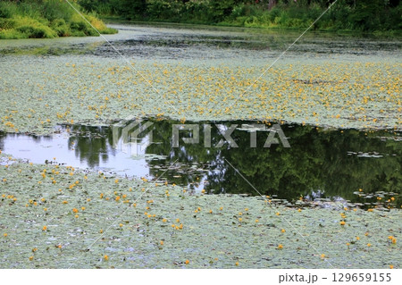 The beautiful ponds full of water lilies in the Lake Garden in the resort town of Karuizawa in the Japanese Alps of Nagano Japan The beautiful ponds full of water lilies in the Lake Garden in the resort town of Karuizawa in the Japanese Alps of Nagano Japan 129659155
