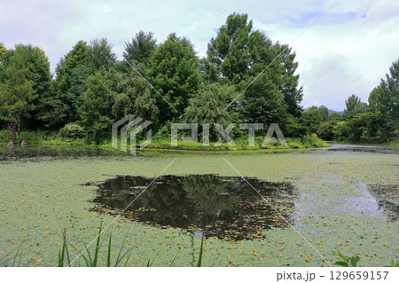 The beautiful ponds full of water lilies in the Lake Garden in the resort town of Karuizawa in the Japanese Alps of Nagano Japan 129659157