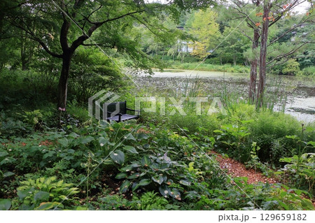 The beautiful ponds full of water lilies in the Lake Garden in the resort town of Karuizawa in the Japanese Alps of Nagano Japan 129659182