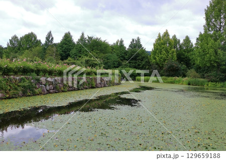The beautiful ponds full of water lilies in the Lake Garden in the resort town of Karuizawa in the Japanese Alps of Nagano Japan The beautiful ponds full of water lilies in the Lake Garden in the resort town of Karuizawa in the Japanese Alps of Nagano Japan 129659188