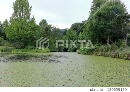 The beautiful ponds full of water lilies in the Lake Garden in the resort town of Karuizawa in the Japanese Alps of Nagano Japan 129659189