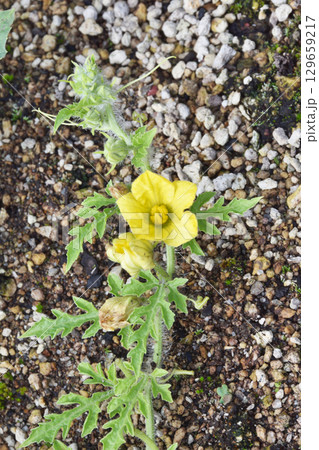 天空の農園のピノガール 129659217