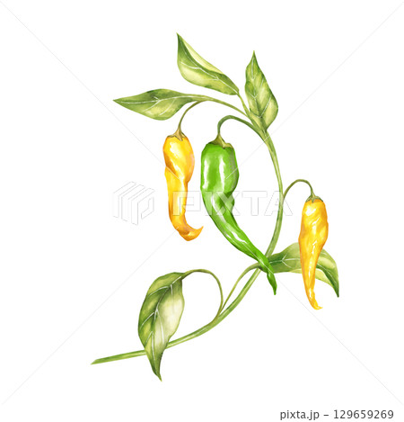 Hand-drawn illustration featuring two yellow chili peppers and one green pepper hanging from a curved stem with fresh leaves. Perfect for food-related projects and vibrant designs 129659269