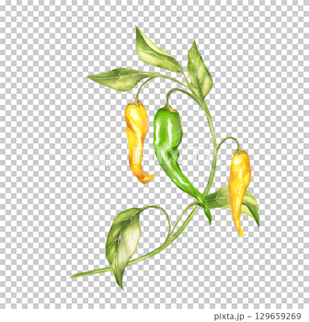 Hand-drawn illustration featuring two yellow chili peppers and one green pepper hanging from a curved stem with fresh leaves. Perfect for food-related projects and vibrant designs 129659269