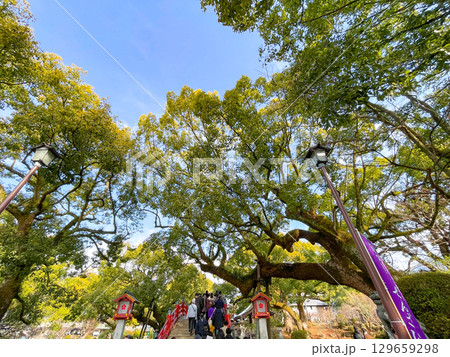 学問の神様　福岡・太宰府天満宮 129659298