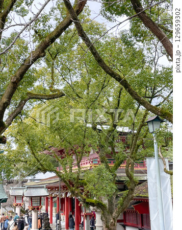 学問の神様　福岡・太宰府天満宮 129659302