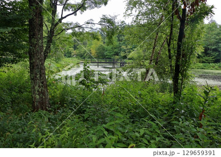 Bridges on the scenic ponds at Lake Garden in the resort town of Karuizawa in the Japanese Alps of Nagano Japan  129659391