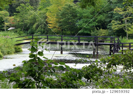 Bridges on the scenic ponds at Lake Garden in the resort town of Karuizawa in the Japanese Alps of Nagano Japan Bridges on the scenic ponds at Lake Garden in the resort town of Karuizawa in the Japanese Alps of Nagano Japan 129659392