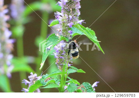 A bumblebee on a flower in the Lake Garden of the resort town of Karuizawa in Nagano Japan 129659703