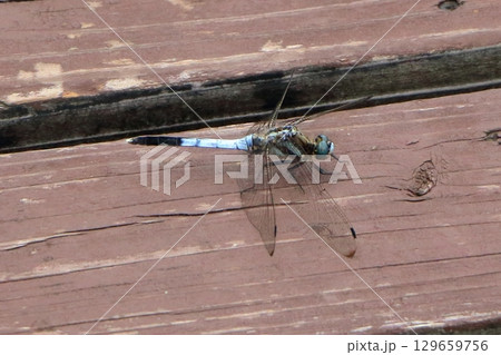 A dragonfly, Tombo, on a bridge in Lake Garden, a park in Karuizawa, a resort town in the mountains of Nagano Japan A dragonfly, Tombo, on a bridge in Lake Garden, a park in Karuizawa, a resort town in the mountains of Nagano Japan 129659756