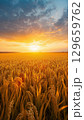 夕暮れの田んぼ、豊かに実った稲穂、収穫前 129659762