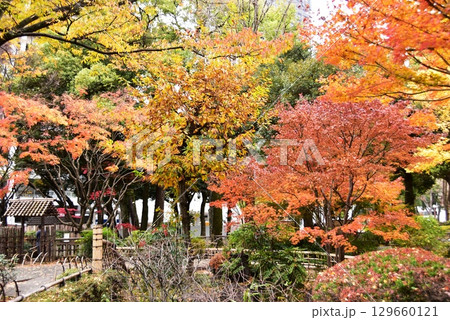横浜市 横浜公園・彼我庭園の色鮮やかな紅葉と散策路 横浜市 横浜公園・彼我庭園の色鮮やかな紅葉と散策路 129660121