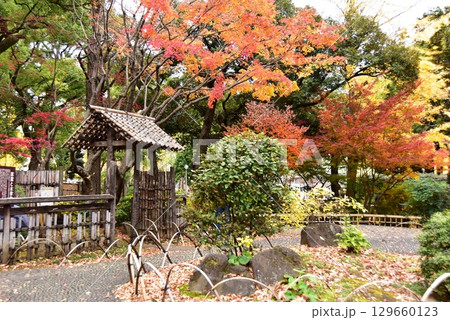 横浜市　横浜公園・彼我庭園の色鮮やかな紅葉と散策路 129660123
