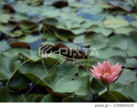 蒸し暑い8月の池に咲いていたピンク色の睡蓮（スイレン） 129660428