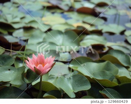 蒸し暑い8月の池に咲いていたピンク色の睡蓮(スイレン) 蒸し暑い8月の池に咲いていたピンク色の睡蓮(スイレン) 129660429