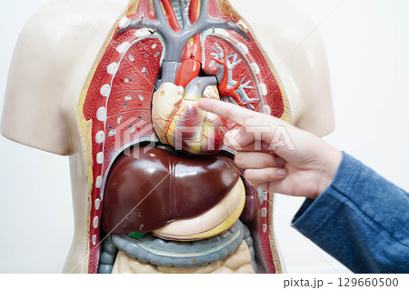 Asian student learning with human body model in anatomy biology in classroom at high school. 129660500