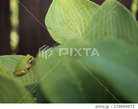 真夏に擬宝珠（ギボウシ）の葉の影で休むアマガエル 129660653
