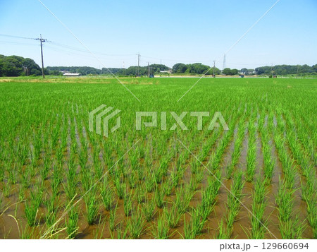 茨城県常総市の田んぼ 129660694