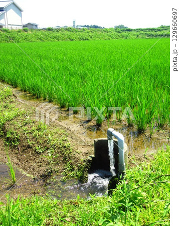 茨城県常総市の田んぼ 茨城県常総市の田んぼ 129660697