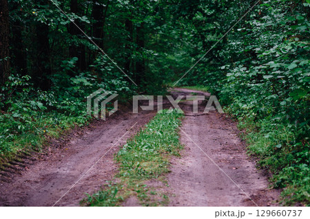 Scenic dirt path winding through a lush green forest during daylight hours 129660737
