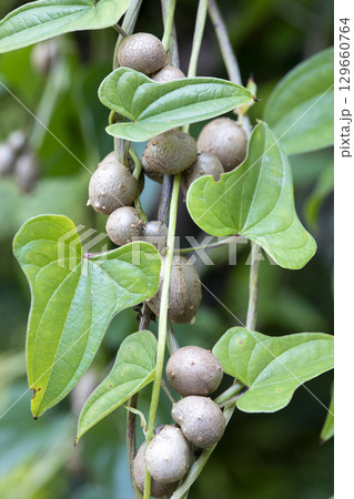 むかご むかご 129660764