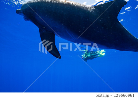 ミナミハンドウイルカ　小笠原 129660961