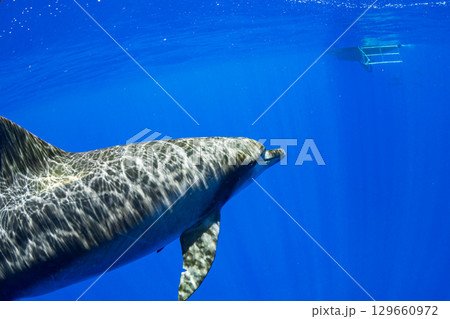 ミナミハンドウイルカ　小笠原 129660972